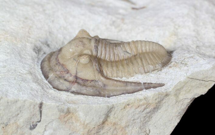 Cordania Trilobite With Huntonia Tail - Black Cat Mountain #62928